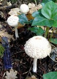Chlorophyllum olivieri image