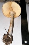 Chlorophyllum olivieri image