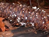 Strobilurus diminutivus image