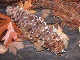 Strobilurus diminutivus image