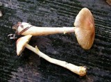 Agaricus diminutivus image