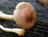 Agaricus diminutivus image