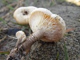 Lentinus tigrinus image