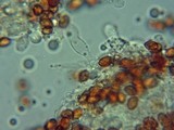 Gymnopilus sapineus image