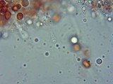 Gymnopilus sapineus image