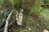 Hemimycena candida image