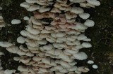 Hemimycena candida image