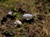 Rimbachia bryophila image