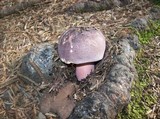 Russula xerampelina image