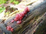 Ascocoryne sarcoides image