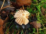 Hygrocybe laeta var. laeta image