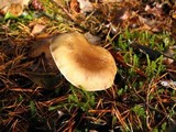 Ampulloclitocybe clavipes image
