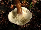 Ampulloclitocybe clavipes image