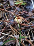 Crinipellis scabella image