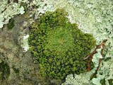Lasallia papulosa image