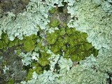 Lasallia papulosa image