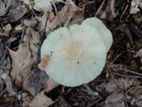 Hygrocybe russocoriacea image