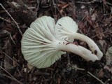 Hygrocybe russocoriacea image