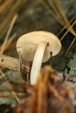 Marasmius strictipes image
