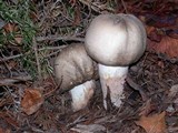 Agaricus moelleri image