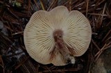 Cystodermella granulosa image