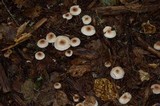 Hebeloma mesophaeum image