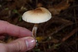 Hebeloma mesophaeum image