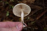 Hebeloma mesophaeum image
