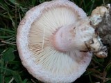 Lactarius pubescens image