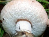 Lactarius pubescens var. betulae image