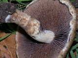 Lacrymaria echiniceps image