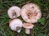 Lactarius pubescens var. betulae image