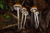 Hypholoma dispersum image