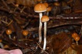 Hypholoma dispersum image