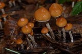 Hypholoma dispersum image