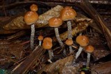 Hypholoma dispersum image