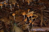 Hypholoma dispersum image