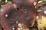 Russula viscida image