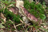 Russula viscida image