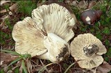 Russula viscida image