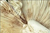 Russula viscida image