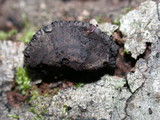 Annulohypoxylon thouarsianum var. thouarsianum image