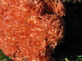 Ramaria botrytis image