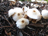 Leucocoprinus cepistipes image
