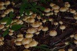 Pholiota spumosa image