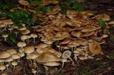 Pholiota spumosa image