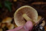 Pholiota spumosa image