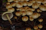 Pholiota spumosa image