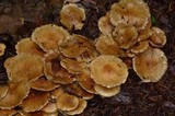 Pholiota spumosa image