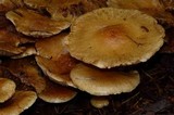Pholiota spumosa image